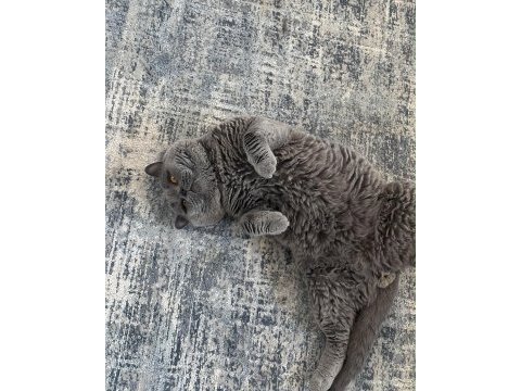 Koca kafa kedimiz yeni yuvasını bekliyor