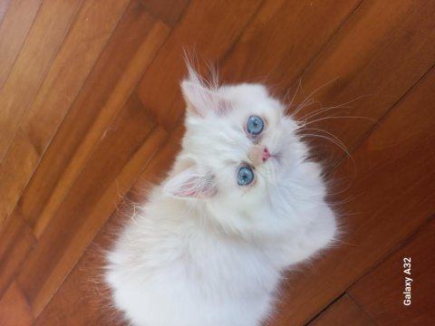 Chinchilla pamuk şekerler