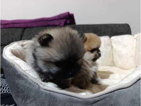 Rezerveye açık 45 günlük pomeranian yavrular