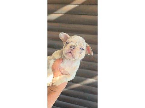 French bulldog yavru 40 günlük