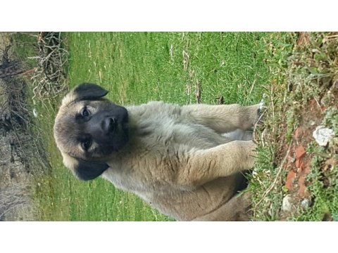 Alemde tek köpeğimiz