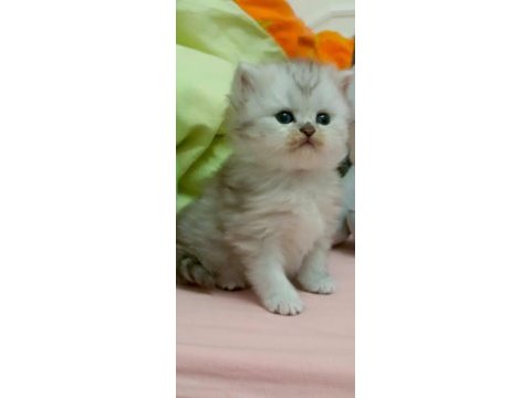 British shorthair erkek bebek