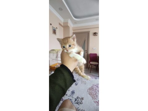 Sokak da buldum 3 4 haftalık sahiplendirilecek kediler