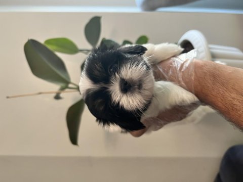 Shih tzu şitsu a kalite hızlı gönderim bursa türkiye