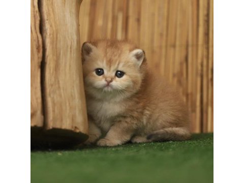 Anne baba şecereli safkan british shorthair erkek ve dişi