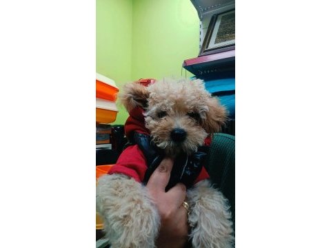Poodle yavru köpekler