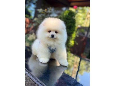Ayıcık surat pomeranian