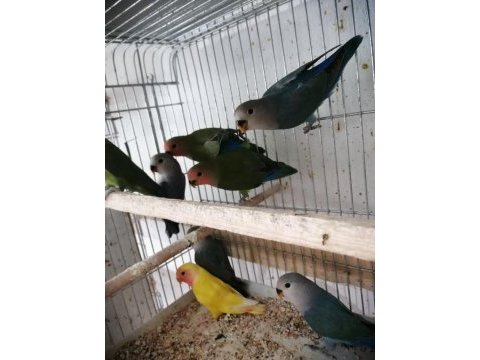 Yavru yetişkin sevda papağanı