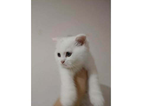 Tüm eğitimleri verilmiştir scottish fold