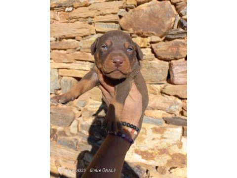 Orjinal king doberman yavrular