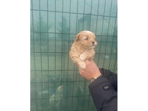 Renk renk maltipo yavruları