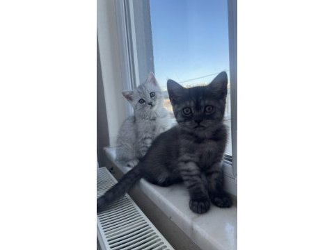 2 aylık dişi british bebek