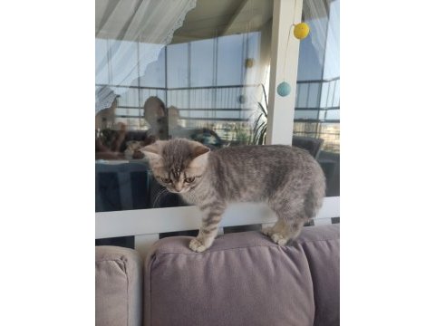 4 aylık british shorthair