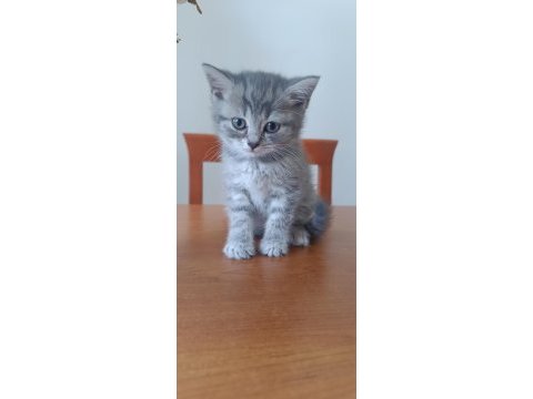 British shorthair yavrular