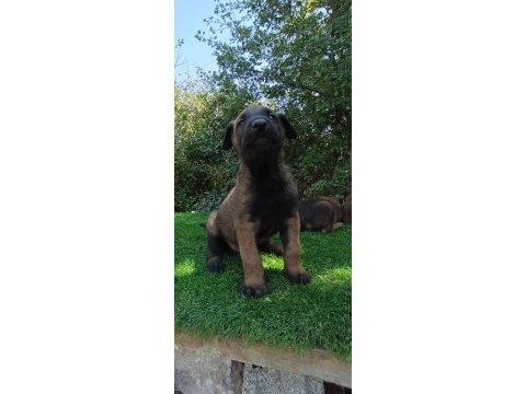 Safkan malinois yavrular
