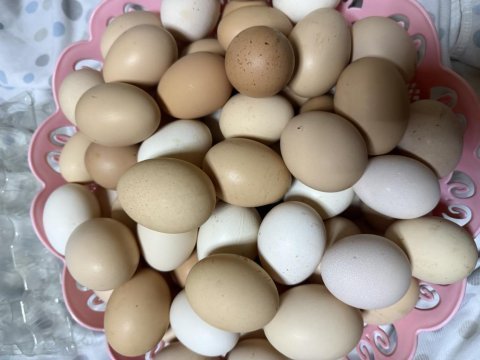 Köy tavukları ve ırk tavuklar
