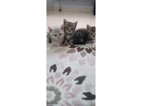 Sahiplendirilecek yavru ve anne kedimiz
