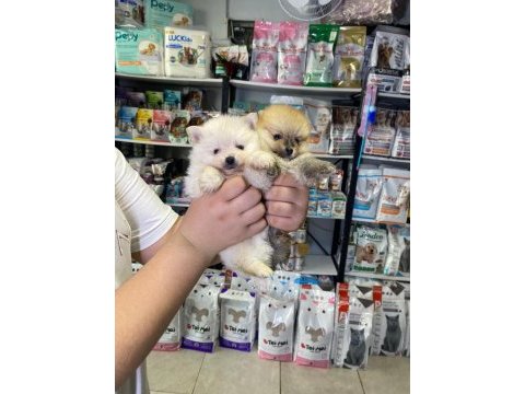 Pomeranian dişi erkek yavrularımız