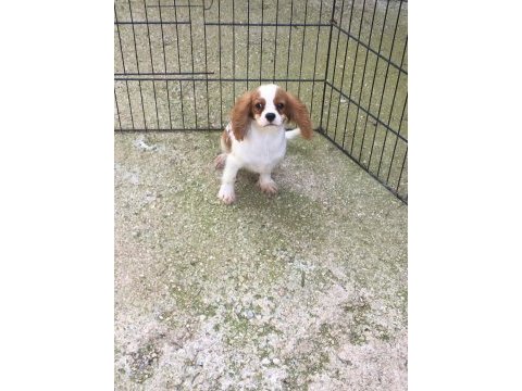 Cavalier king charles yavrular
