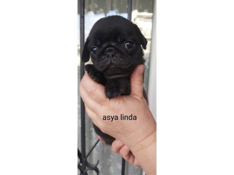 Pug mops bebekler