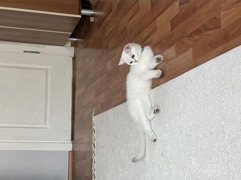 British longhair pamuk yuva arıyor