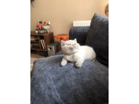 British shorthair yavrum
