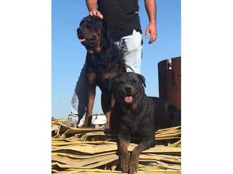 Rottweiler bebekler yeni yuvalarını bekliyor