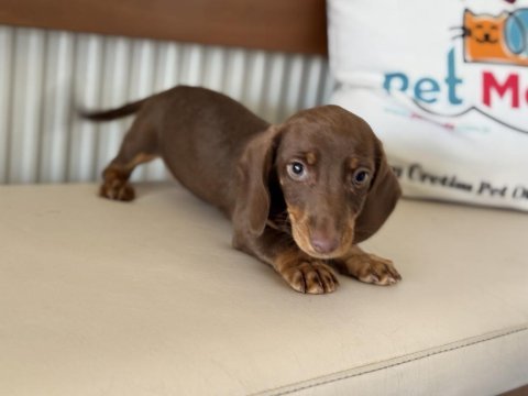 Petmode köpek çiftliğinde ziyarete açık dachshund