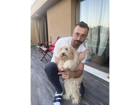 8 aylık maltipoo ücretsiz sahiplendirme