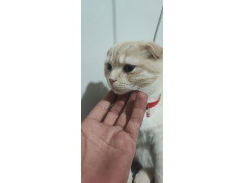 5 aylık kedime yuva arıyorum