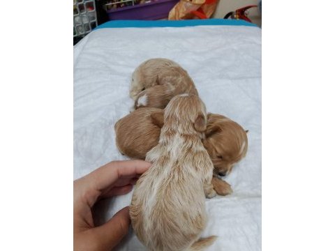 Minyatür maltipoo yavrular