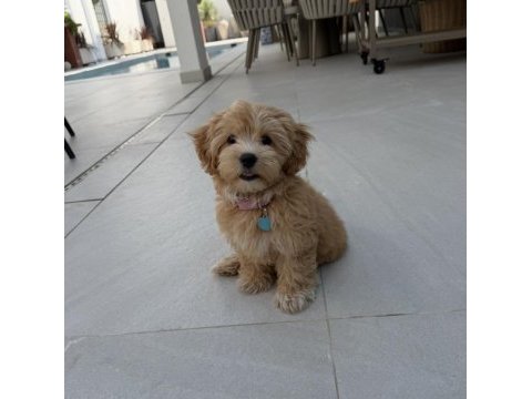 Tr nin en özel maltipoo yavruları