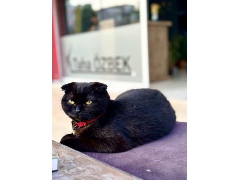 Scottish fold kedimiz