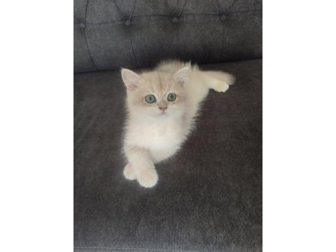 3 aylık golden british shorthair