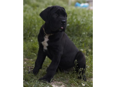 Irk ve sağlık garantili şecere belgeli cane corso