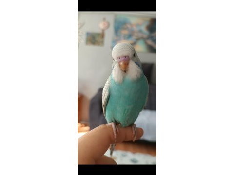 2 aylık erkek yavru muhabbet kuşu