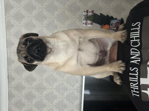 Pug köpeğimiz rıfkı bey