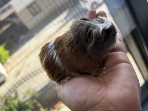 Dişi erkek ginepig yavrular antalya