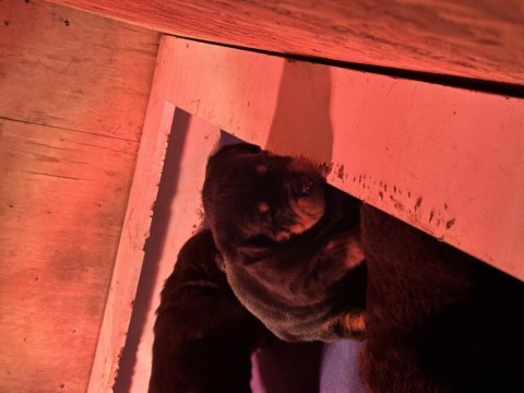 Dünyaca ünlü timittor kennel kan hattına sahip rottweiler