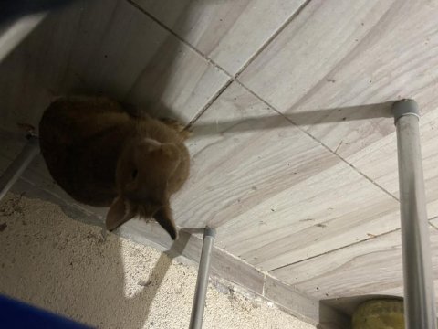 Safkan cüce tavşanımız