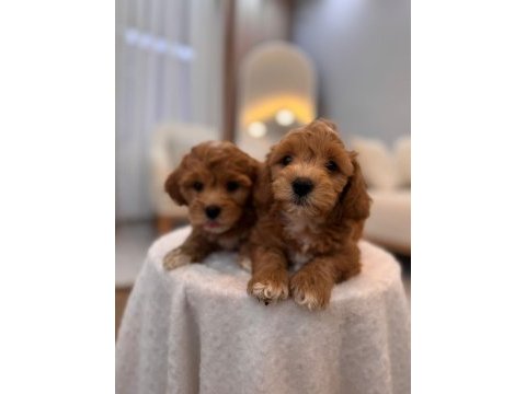 Sevimli maltipoo yavrularımız