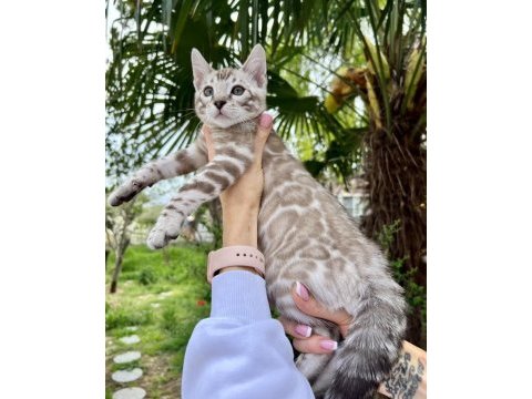 Silver mink erkek bengal kedisi 3 aylık
