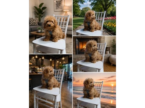 3 aylık aşılı poodle bebek