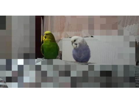 Muhabbet kuşu açıklamayı okuyun lütfen