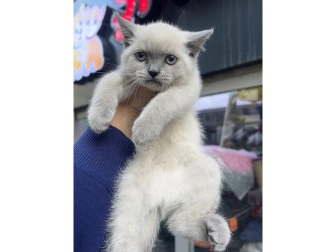British shorthair blue point erkek dişi kardeşler