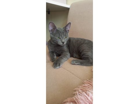 60 günlük russian blue