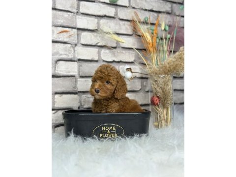 1 ağustos doğumlu toy poodle