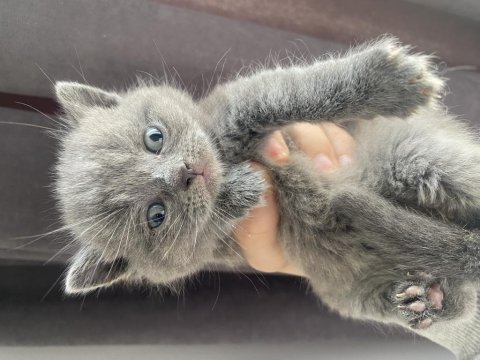 British shorthair kedisi