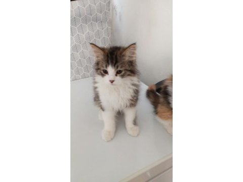 2.5 aylık british longhair yavru kedilere yuva arıyoruz