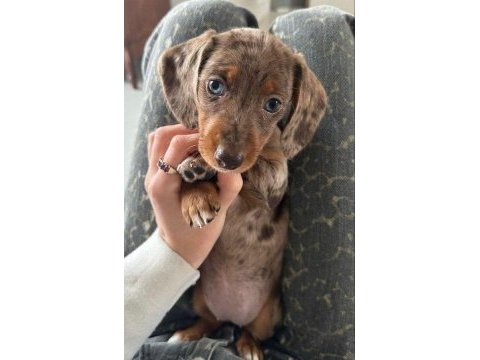 Dachshund köpekler